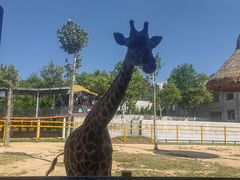 -西霞口神雕山野生动物世界