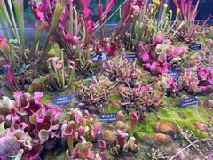 -中国科学院西双版纳热带植物园