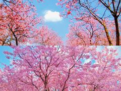 -天适樱花悠乐园