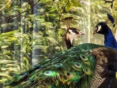 -丽泽山庄·生态怀柔菜·虹鳟鱼(红螺寺店)