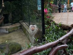 -海南热带野生动植物园