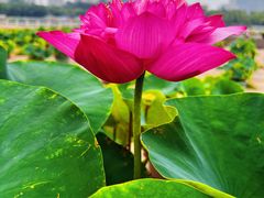-莲花池公园