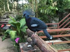 -清迈夜间动物园