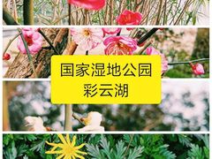 -重庆彩云湖湿地公园