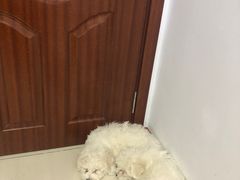 -中农国际动物医院24小时·猫科·骨科·急重症中心