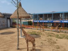 -西霞口神雕山野生动物世界