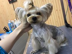 -爱宠屋pet shop·宠物洗澡·宠物美容