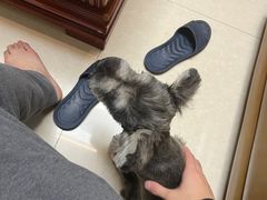 -创凡宠物医院·骨专科  猫科中心(西乡分院)