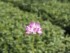 -桑洲油菜花景区