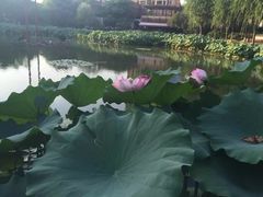 -陈家山荷花公园