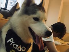 -Husky Go! 哈士奇体验馆·宠物咖啡厅狗咖
