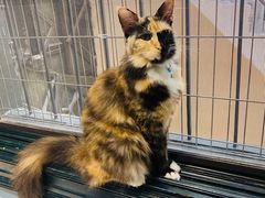 -猫色咖啡·猫咖