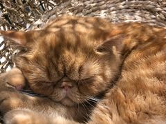 -飞行喵MR PILOT|猫舍·猫咖(静安大融城店)