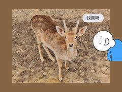 -石家庄市动物园