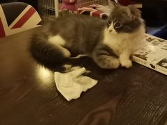 -名猫咖啡馆·撸猫·拼豆