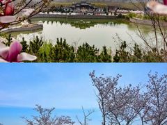-樱花山风景区