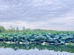 -池杉湖湿地公园
