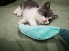 -70cat德文卷毛猫·缅因猫纯种猫舍