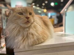 -猫小院猫主题餐厅(三里屯店)