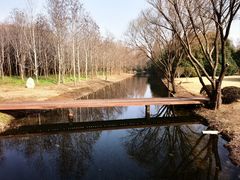 -上海滨江森林公园