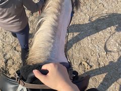 -北京群众马术培训基地