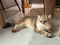 -豆逗聊愈猫阁Easy Life