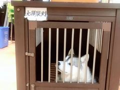 -more than meow吴止猫主题餐厅(承德 中船汇店)