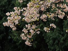 -舒家湾天主教堂