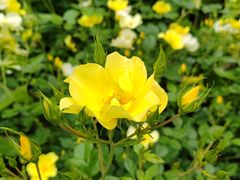 -都江堰玫瑰花溪谷