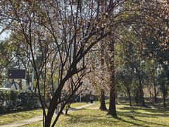 -武汉大学-樱园