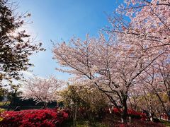 -高东镇樱花园