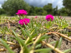 -普里纱丽海滩酒店