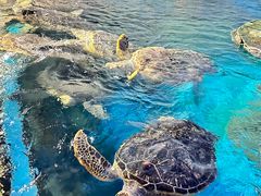 -烟台海昌鲸鲨海洋公园