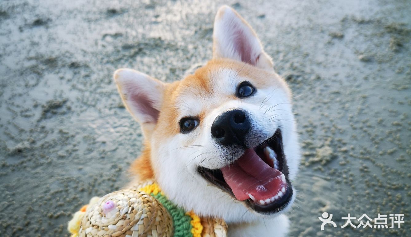Go！[加油]「侨港海滩🏖️」汪界“辛巴”到此一游🐶🐶🐶