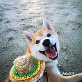 Go！[加油]「侨港海滩🏖️」汪界“辛巴”到此一游🐶🐶🐶