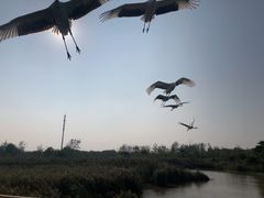 -盐城丹顶鹤湿地生态旅游区