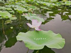 荷花-望湖公园