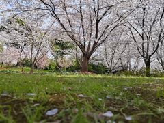 -顾村公园