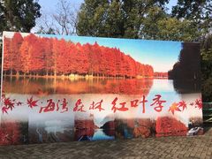 -上海海湾国家森林公园