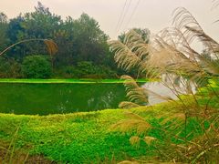 -桤木河湿地公园