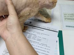 -伟伟宠物医院·CT影像中心·瑞派犬猫综合性门诊(汉口总院)