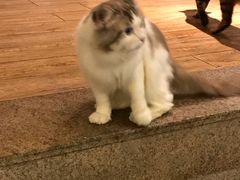 -more than meow吴止猫主题餐厅(承德 中船汇店)