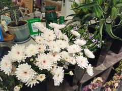 -之悦咖啡馆(新星宇·之洲店)