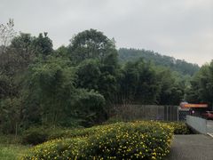 -都江堰中华大熊猫苑