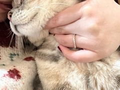 -纳吉亚猫专科动物医院·北北分院