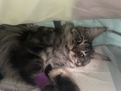 -纳吉亚猫专科动物诊疗中心(蒋宅口分院)