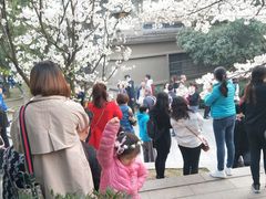 -武汉大学-樱园