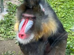 -哈尔滨北方森林动物园