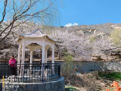 -樱花山风景区