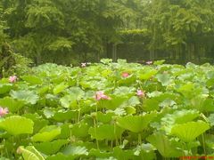 -四川大学(华西校区)